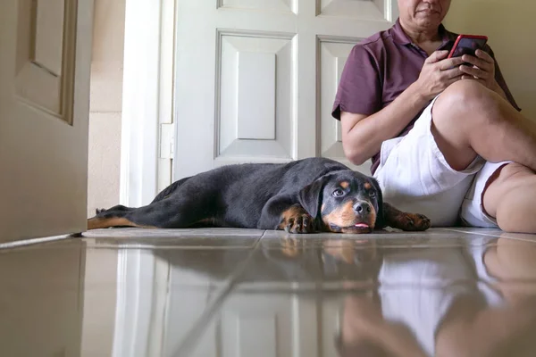 Netter Hund Der Ruhig Neben Erwachsenem Mann Liegt Indoor Oder — Stockfoto