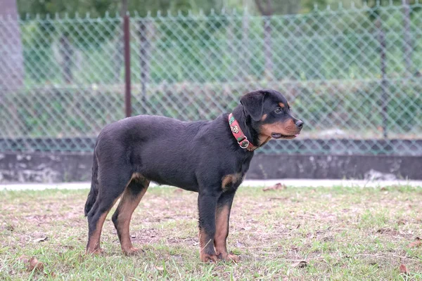 Cão Cachorro Rottweiler Quatro Meses Idade Vista Lateral — Fotografia de Stock