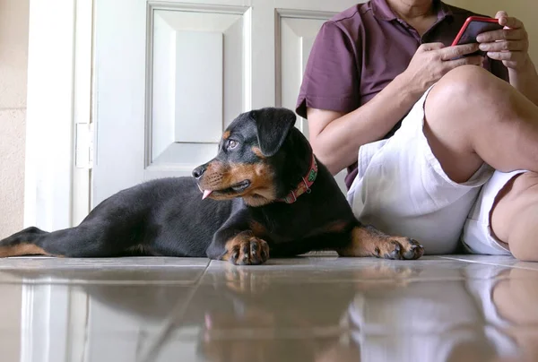 Netter Hund Der Ruhig Neben Erwachsenem Mann Liegt Indoor Oder — Stockfoto