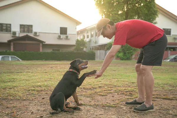 大人の男の手に犬の足 握手で犬を教える 友情と支援の概念 — ストック写真