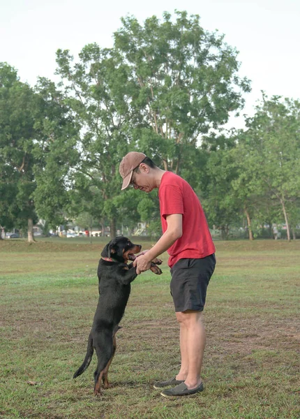 Puppy Rottweiler Dog Jump Joy Adult Man Affection Bonding Concept — Stock Photo, Image