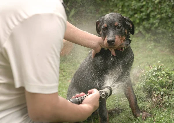 Lindo Cachorro Perro Tomando Baño Ducha Fondo Jardín —  Fotos de Stock