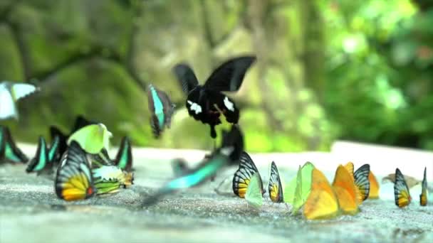 Kleurrijke Vlinders Van Verschillende Soorten Vliegen Rusten Grond Een Mooie — Stockvideo