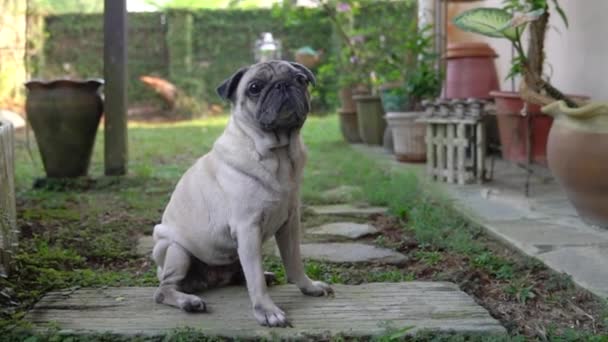 Portret Van Een Hond Zittend Met Wijd Open Ogen Tuin — Stockvideo