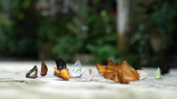 Değişik Türlerin Renkli Kelebekleri Güzel Bir Bahçede Uçuyor Yerde Dinleniyorlar — Stok video