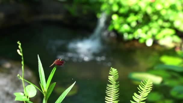 Dragonfly Resting Plant Garden Mini Waterfall Background — Stock Video