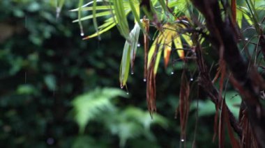 Yağmur damlaları ve çiğ taneleriyle dolu ıslak palmiye ağaçları. Yağmurdan sonra. Doğa arkaplanı.