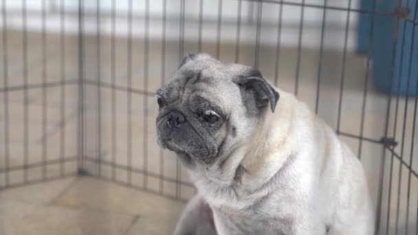 把狗放进笼子里悲伤的表情 — 图库视频影像