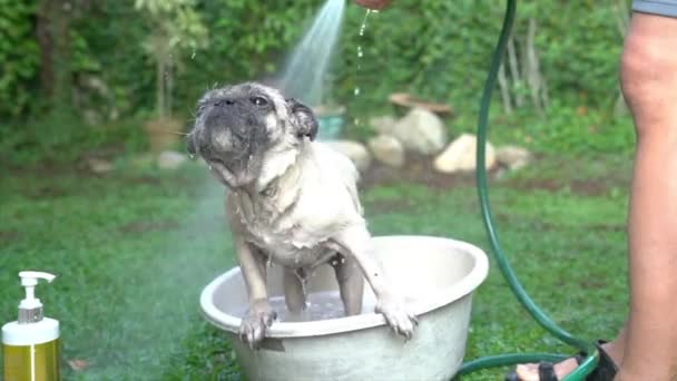 Der Mensch Gibt Dem Mops Eine Dusche Oder Waschgelegenheit — Stockvideo