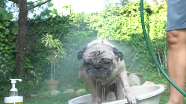 Człowiek Daje Mopsa Prysznic Lub Umyć Pies Kąpiel — Wideo stockowe