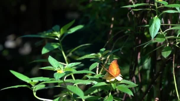 Beau Papillon Volant Dans Jardin Gros Plan Mouvement Lent — Video