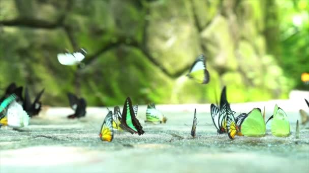 Красочные Бабочки Разновидностей Летающие Отдыхающие Земле Прекрасном Саду Медленное Движение — стоковое видео