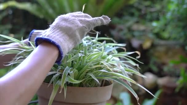 Mujer Jardinero Recortando Plantas Flores Jardín Quitando Cortando Hojas Secas — Vídeos de Stock