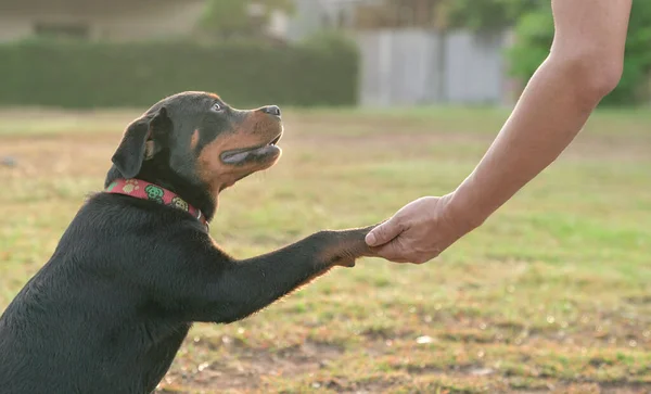 Hundepfote Die Sich Einer Menschlichen Hand Hält Nahsicht — Stockfoto