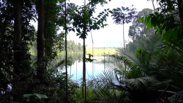 Forêt Tropicale Humide Malaisie Contexte Naturel Préservation Environnement Concept — Video