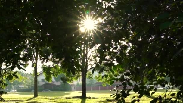Park Stromy Dlouhými Stíny Slunečními Paprsky Erupcemi Ranního Slunce — Stock video