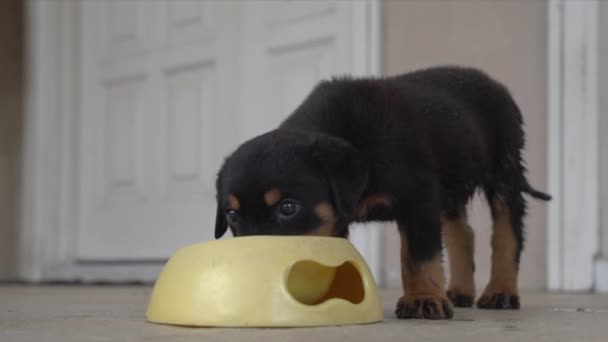 Rottweiler Puppy Eating Food Mixed Water Bowl — Stock Video