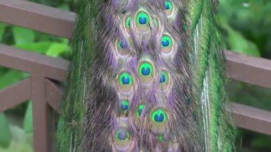 tavuskuşu tüyleri kapanıyor