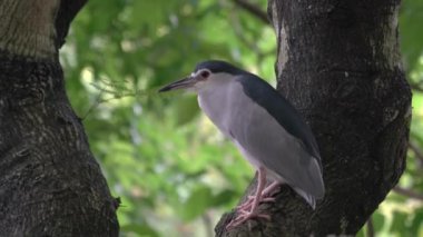 Siyah balıkçıl tacı, hareketsiz duruyor. Yakın çekim..