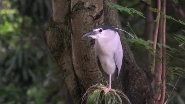 Siyah balıkçıl tacı, hareketsiz duruyor. Yakın çekim..