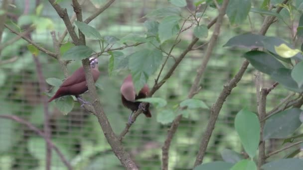 Ağaç Dallarında Dinlenen Beyaz Başlı Munias Kuşları — Stok video
