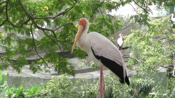 Gelbschnabelstorch Mit Anderen Störchen Hintergrund — Stockvideo