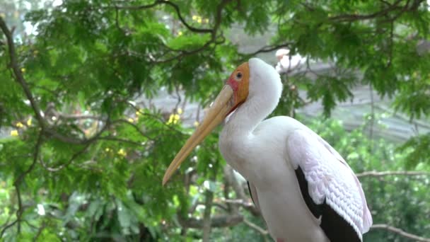 黄嘴鹤鸟 — 图库视频影像