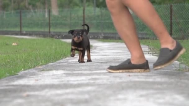 Kiskutya Rottweiler Kutya Fut Felnőtt Ember Után Szabadtéri Vagy Parkolási — Stock videók