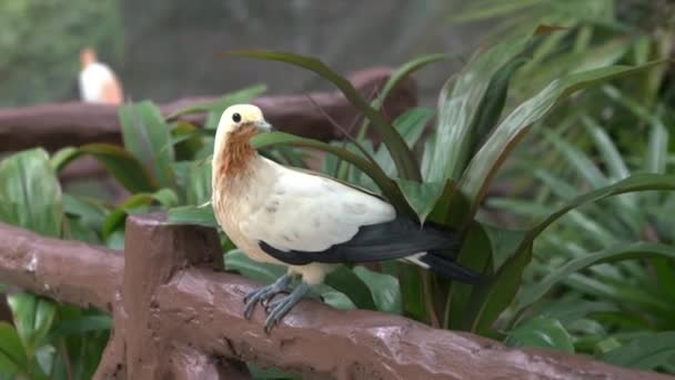 Pied Imperial Pigeon Виглядає Цікаво — стокове відео