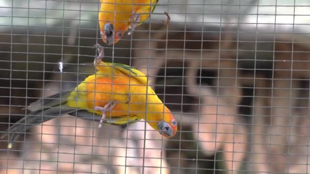 Красиві Папуги Всередині Клітки — стокове відео