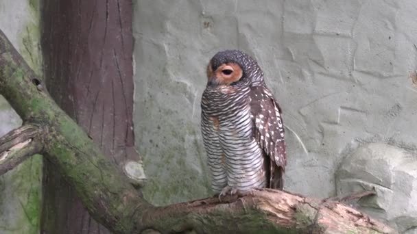 Bir Ağaç Dalına Sessizce Tüneyen Baykuş Gözleri Kapalı — Stok video