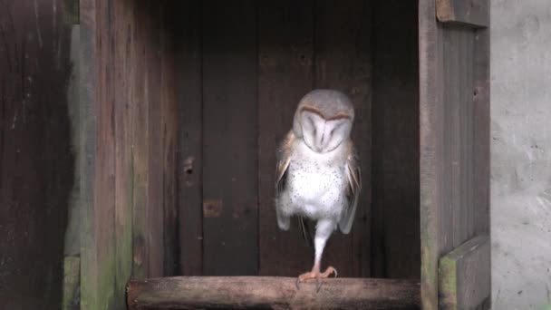 Owl Perching Quietly Tree Branch Eyes Closed — Stock Video