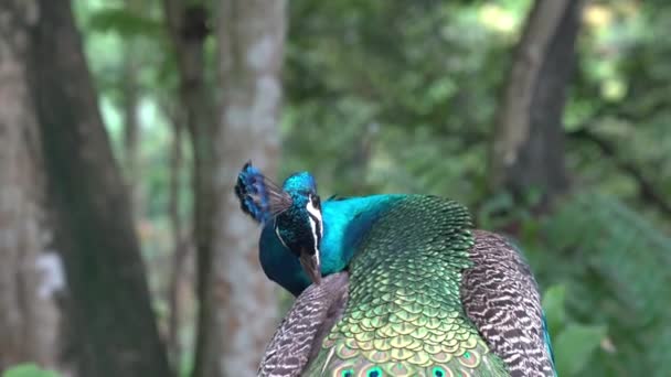 Peafowl Azul Indiano Preening Suas Asas Com Seu Bico Belos — Vídeo de Stock