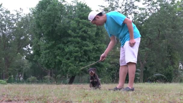 犬が棒をかむために犬を取得することによって子犬の犬と遊ぶ 犬の歯 — ストック動画