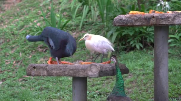 Flock Birds Eating Food Bowl — Stock Video