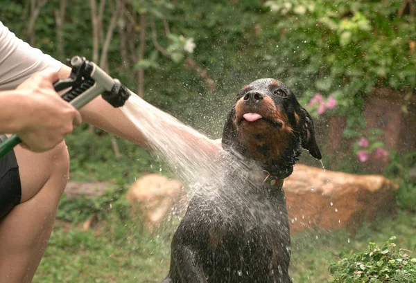 Guapo Rottweiler Perro Tomando Una Ducha Aire Libre —  Fotos de Stock