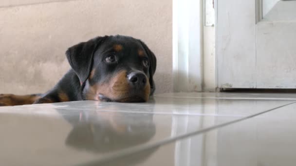 Tutup Potret Anjing Menggemaskan Mengistirahatkan Kepalanya Lantai Ekspresi Lucu Dan — Stok Video