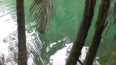 Göl suyuna, ağaçlara ve suya odaklan. Tropikal bir ormanın içinde sahne.