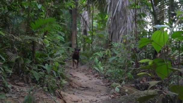 Rottweiler Cão Correndo Dentro Floresta Selva Para Câmara Feliz Enérgico — Vídeo de Stock