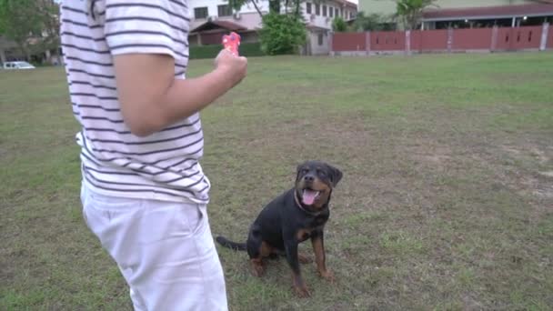 Rallentatore Cane Rottweiler Preparare Iniziare Correre Catturare Giocattolo Cane Nel — Video Stock