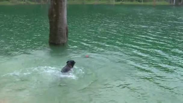 Rottweiler Cão Saltar Água Lago Para Nadar Perseguir Buscar Osso — Vídeo de Stock