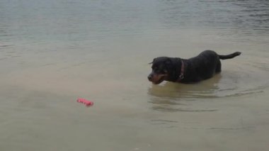 Gölün içindeki köpek oyuncak kemiğini ağzıyla yakalıyor, ağır çekimde..