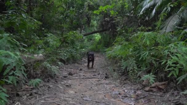 Rottweiler的狗在丛林里奔跑对着摄像机快乐和精力充沛 慢动作 — 图库视频影像