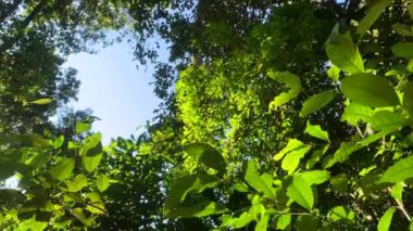 Ormanın içinde, yemyeşil ağaçlar ve güzel güneş ışığı olan uzun ağaçlar. Çekim.