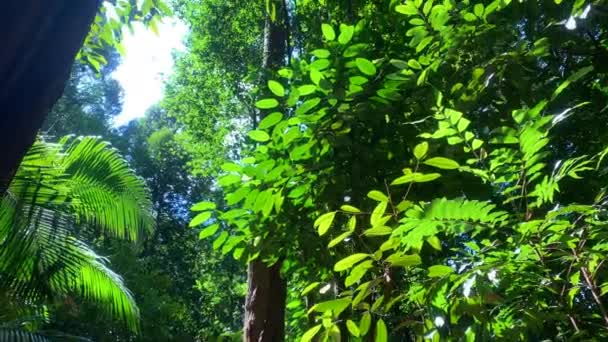 Dentro Floresta Folhagem Exuberante Árvores Altas Com Bela Luz Solar — Vídeo de Stock