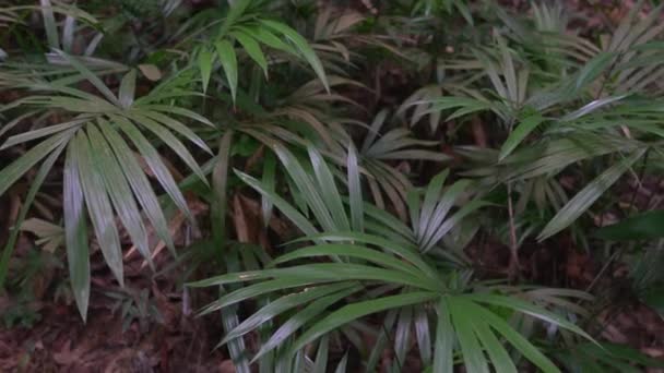 Тропічна Зелень Всередині Лісу Джунглів Натуральна Текстура Пальмовий Лист — стокове відео