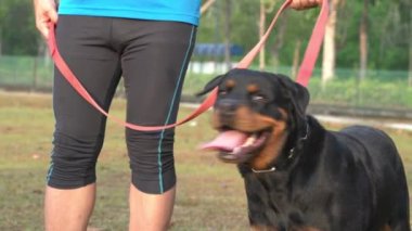 Rottweiler köpeği, yakın çekim. Yakışıklı ve tetikte..