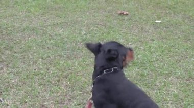 Köpek parkında farklı cinslerden köpekler. Köpek sosyalleştirme kavramı.