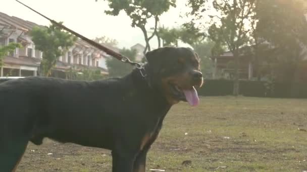 Egy Jóképű Rottweiler Kutya Portréja Parkban Gyönyörű Háttérvilágítással Közelkép — Stock videók