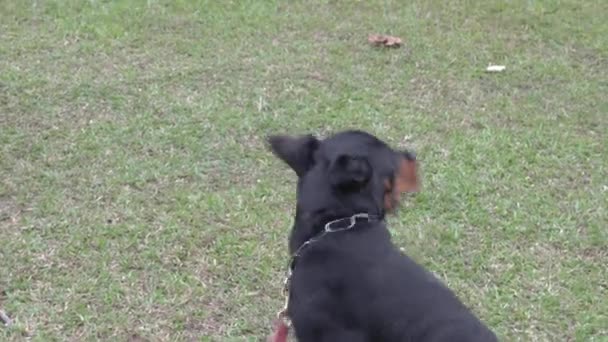 犬の公園で異なる品種の犬 犬の社交概念 — ストック動画